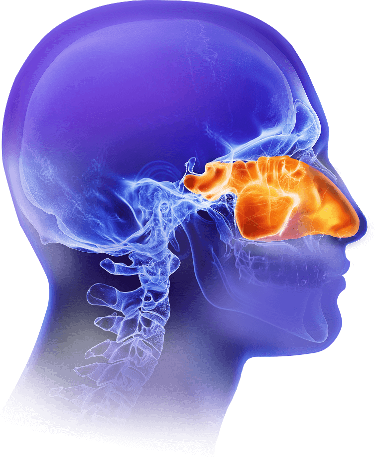representation of the sinonasal cavity of a healthy adult